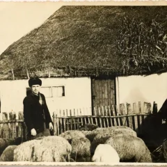 Măzăreni, 1956. Mihai Papacu, croitor de meserie, în fața casei, cu oile familiei