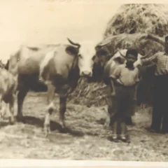 Măzăreni, 1954. Nacu și Mihai Papacu, cu cele două vaci și vițelul la câmp